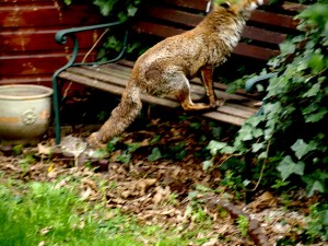 Fox Jumping onto a Bench
